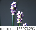 English Lavender 126978293
