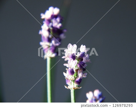 English Lavender 126978293