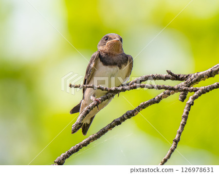 Swallow perching on a branch 126978631