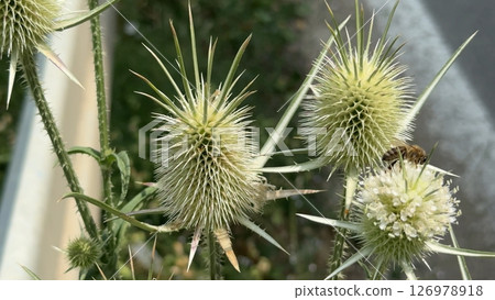 Close-up of a thistle at the edge of the road Close-up of a thistle at the edge of the road 126978918