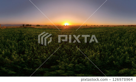 Sunset over an alfalfa field in Kyrgyzstan, with a clear sky transitioning from blue to orange 126978964