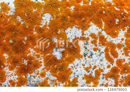 Bright orange lichen covering a rock. 126979003