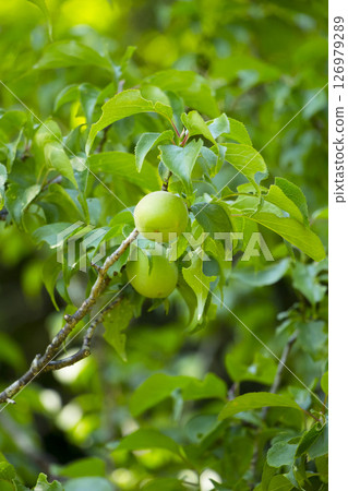 A plum tree bearing large fruits at Ochitani Park in Tottori Prefecture 126979289
