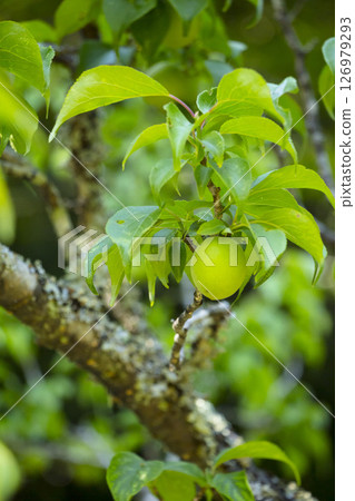 鳥取縣落谷公園的一棵結滿大果實的梅花樹 鳥取縣落谷公園的一棵結滿大果實的梅花樹 126979293