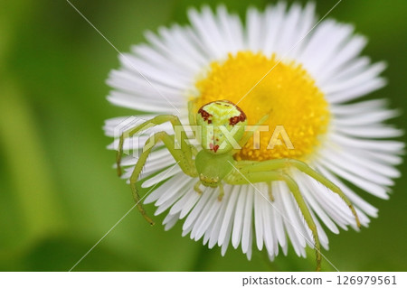 Close-up of a flower spider waiting for prey on an edible daisy flower Close-up of a flower spider waiting for prey on an edible daisy flower 126979561