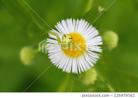 Close-up of a flower spider waiting for prey on an edible daisy flower Close-up of a flower spider waiting for prey on an edible daisy flower 126979562