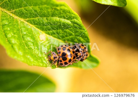 葉子上的瓢蟲 126979676