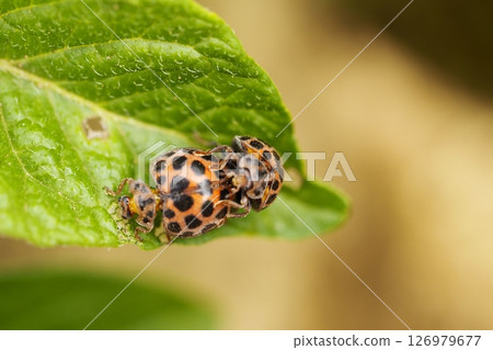 葉子上的瓢蟲 126979677