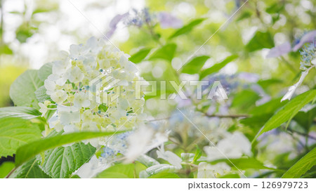 Hydrangea colored by water droplets 126979723