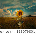 A landscape of blue sky and sunflower fields - oil painting style landscape illustration 126979801