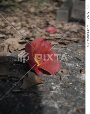 Fallen flowers Fallen flowers 126979820