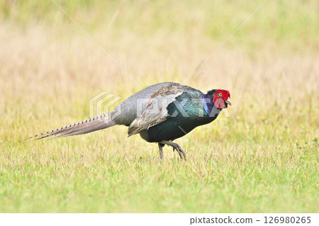 野雞 野雞 126980265