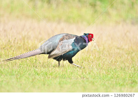 野雞 野雞 126980267