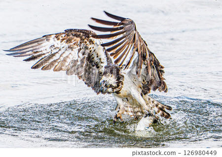 Osprey, a bird of prey, catching a fish 126980449