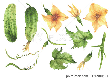 Cucumber plant set hand painted in watercolor. Green vegetables, yellow flower, leaves, tendril and buds on vine. Different growth stages for farm packaging, label, gardening. Isolated from background 126980501
