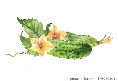 Watercolor Cucumbers with yellow flowers, leaves, buds and curling plant tendril. Botanical realistic illustration hand drawn vegetable harvest Isolated from background clipart for farming food label. 126980504