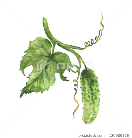 Watercolor realistic Cucumber plant with green leaf and curling tendril and buds hanging on vine. Hand drawn botanical illustration of growing vegetable for farming, gardening Isolated from background 126980506