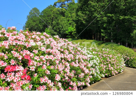 Azalea in full bloom at Mimuroto Temple 126980804