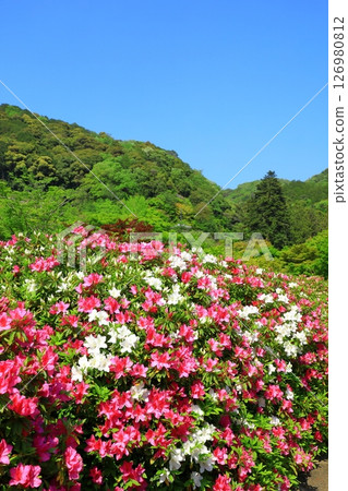 Azalea in full bloom at Mimuroto Temple Azalea in full bloom at Mimuroto Temple 126980812