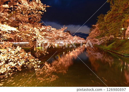 Hirosaki Park: Illuminated cherry blossom trees in the sunset 126980897