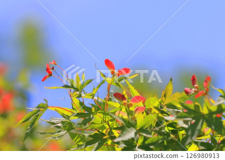 Red seeds of Japanese maple Red seeds of Japanese maple 126980913