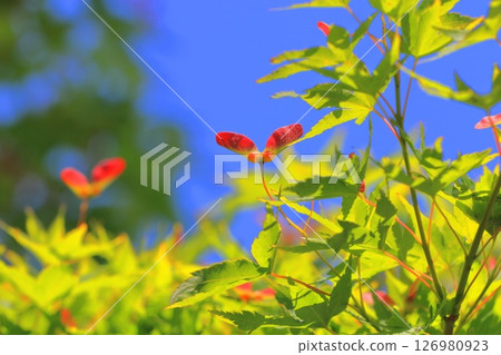 日本楓樹的紅色種子 日本楓樹的紅色種子 126980923