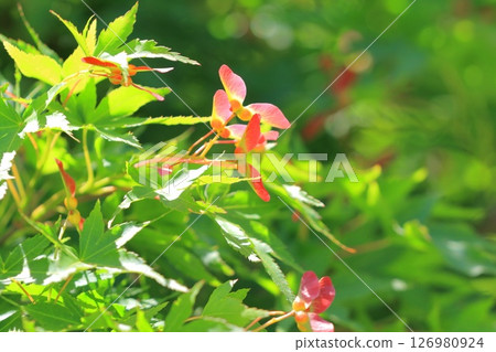 日本楓樹的紅色種子 日本楓樹的紅色種子 126980924