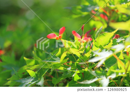 日本楓樹的紅色種子 日本楓樹的紅色種子 126980925