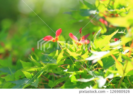 日本楓樹的紅色種子 126980926