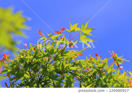 Red seeds of Japanese maple Red seeds of Japanese maple 126980927
