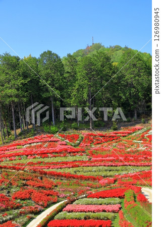 三室戶寺杜鵑花盛開 三室戶寺杜鵑花盛開 126980945