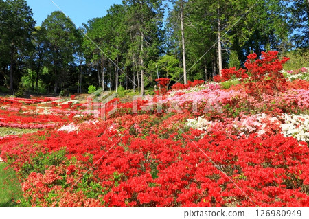 Azalea in full bloom at Mimuroto Temple 126980949