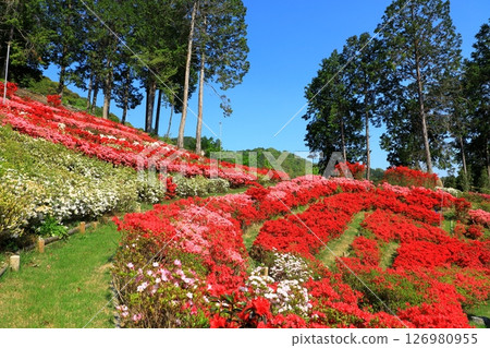 Azalea in full bloom at Mimuroto Temple 126980955