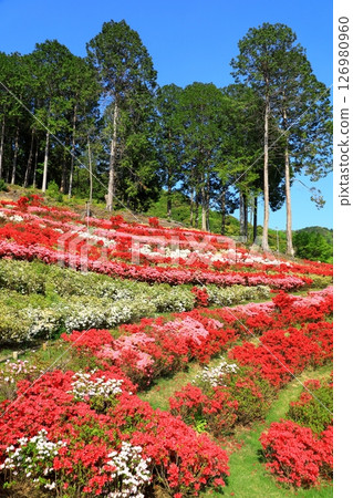 Azalea in full bloom at Mimuroto Temple 126980960