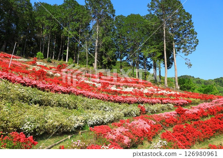 三室戶寺杜鵑花盛開 三室戶寺杜鵑花盛開 126980961