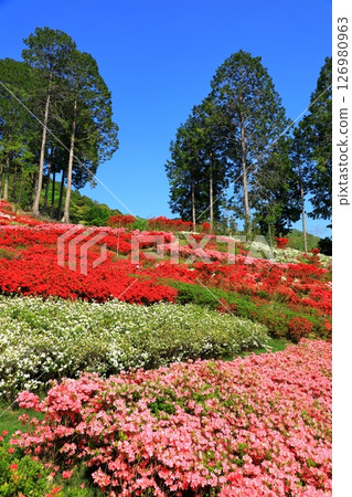 三室戶寺杜鵑花盛開 126980963