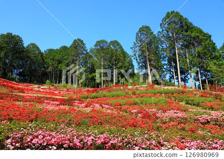 Azalea in full bloom at Mimuroto Temple 126980969
