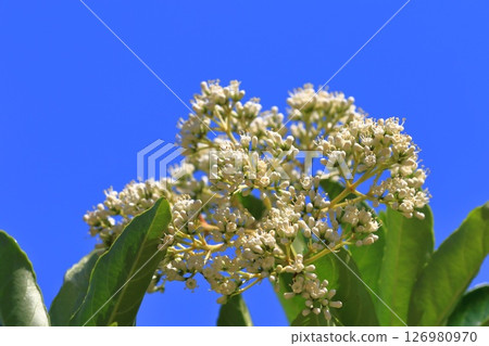 White coral tree flower White coral tree flower 126980970
