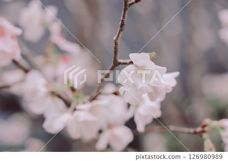 March 28 2025 Blooming White Cherry Blossoms on a Tree Branch 126980989