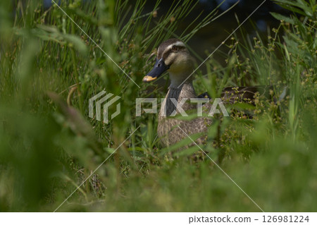 Cargamo Cargamo 126981224