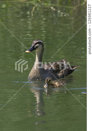 鴨 126981227