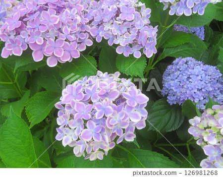 繡球 繡球 126981268