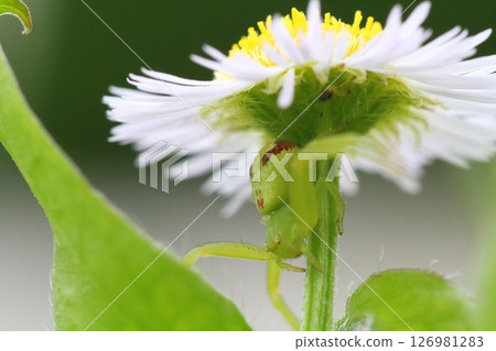 Close-up of a flower spider waiting for prey on an edible daisy flower 126981283