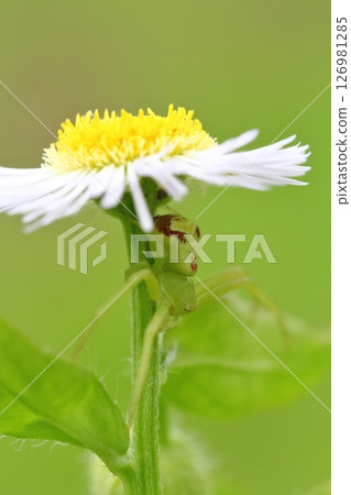 一隻蜘蛛在 Himejoon (Himejoen) 花中等待獵物的特寫 一隻蜘蛛在 Himejoon (Himejoen) 花中等待獵物的特寫 126981285