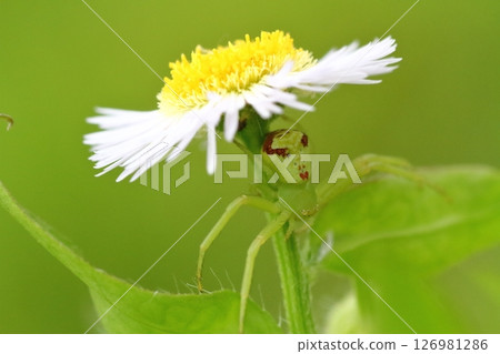 Close-up of a flower spider waiting for prey on an edible daisy flower Close-up of a flower spider waiting for prey on an edible daisy flower 126981286