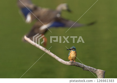 Kingfisher Kingfisher 126981383