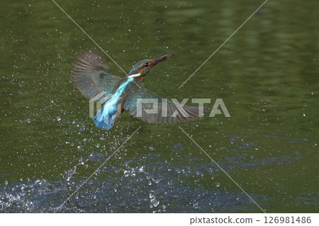 Kingfisher Kingfisher 126981486