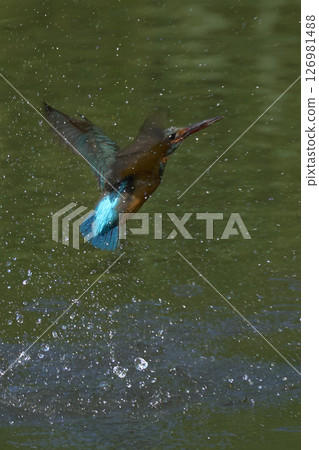 Kingfisher 126981488