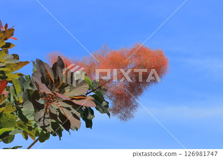 Smoked tree in early summer Smoked tree in early summer 126981747