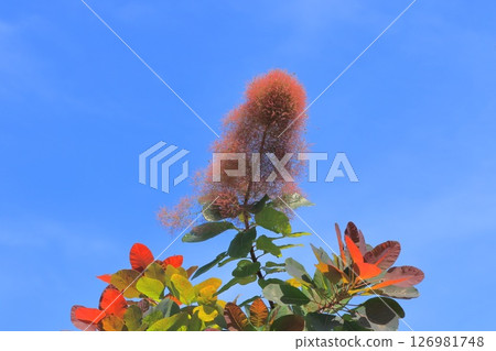 熏制的樹在初夏 126981748